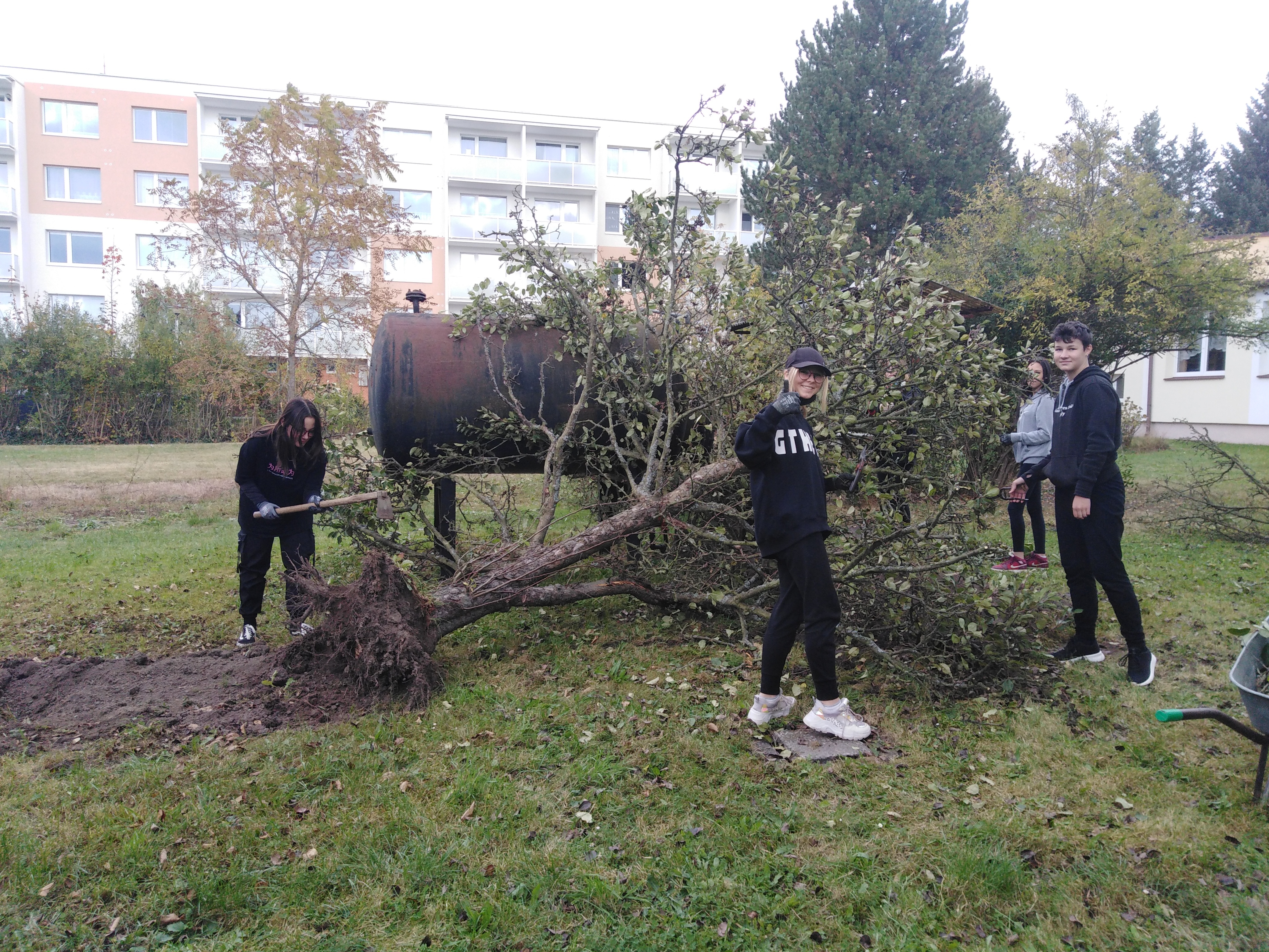 Vykopané stromy a jejich zpracovávání