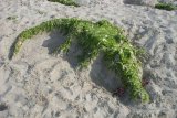 ital-2012-32-thmb.jpg