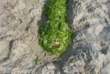 ital-2012-35-thmb.jpg
