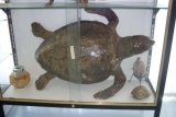 ital-2012-6-thmb.jpg